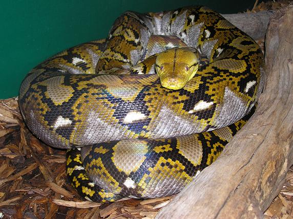 reticulated python