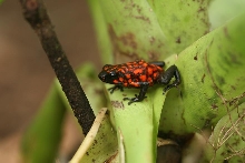 dendrobates sylvaticus