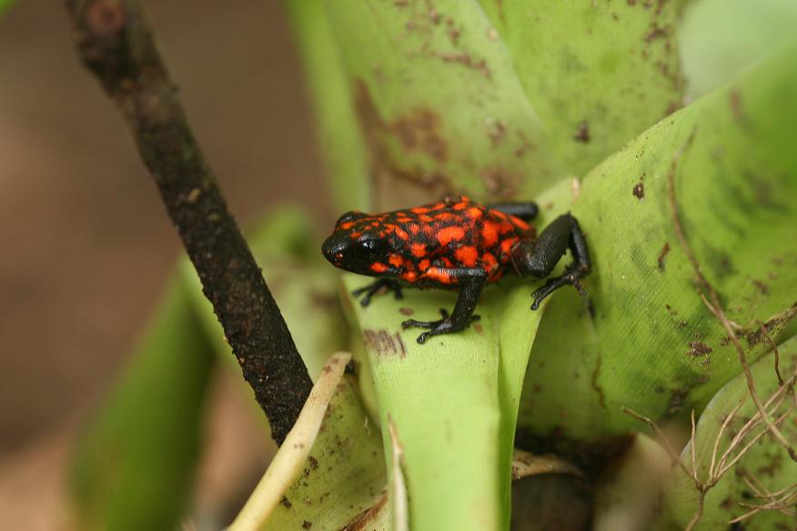 dendrobates sylvaticus