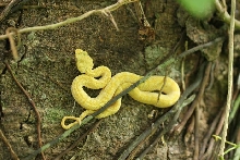 bothreichis schlegelii