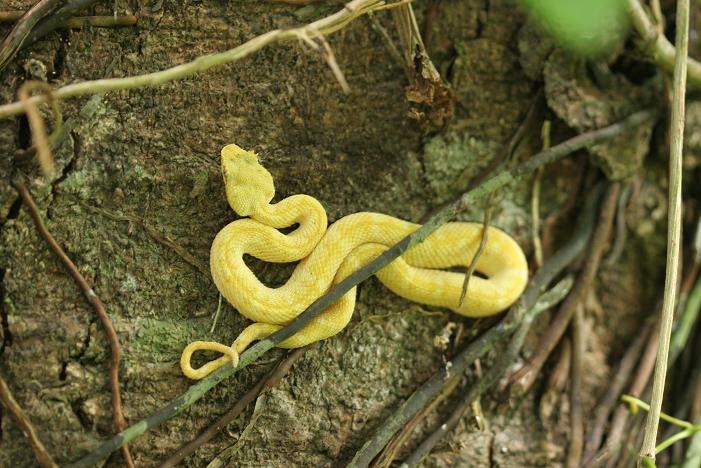 bothreichis schlegelii
