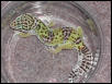 Double het female