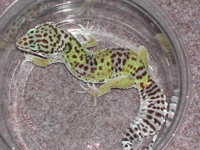 Double het female