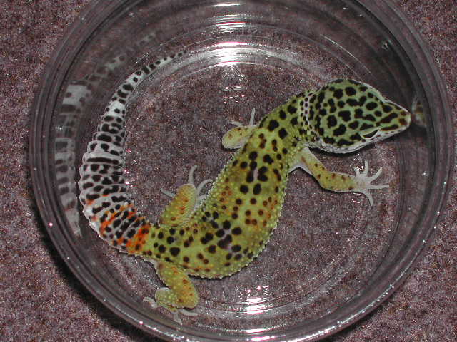 Double het male