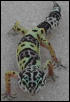 Tremper het