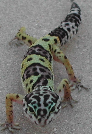 Tremper het