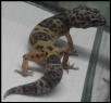 Tremper het 2