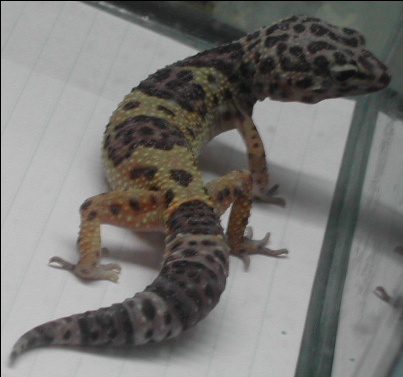 Tremper het 2
