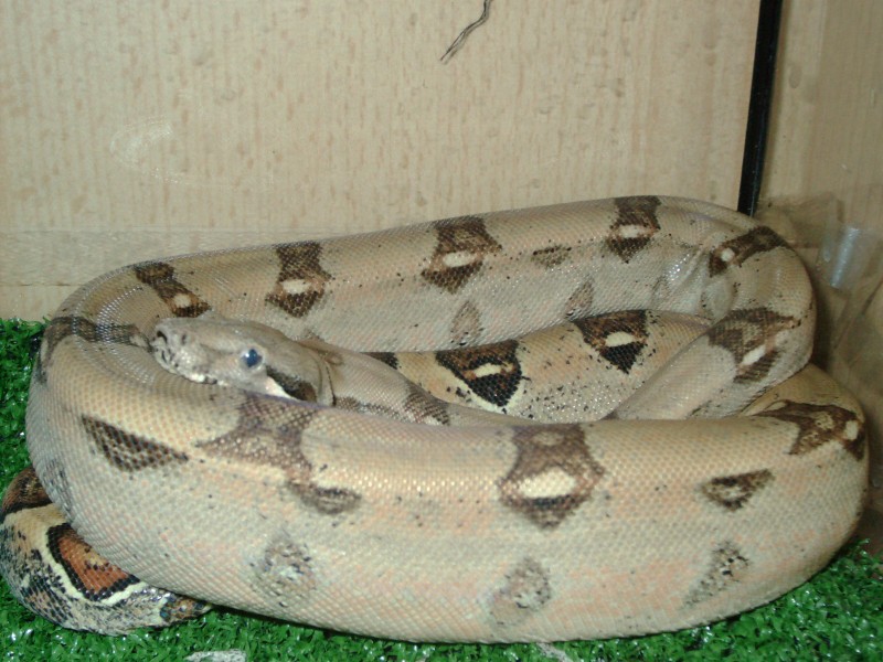my Bci when he was younger