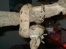 my male Bci when he was younger 1