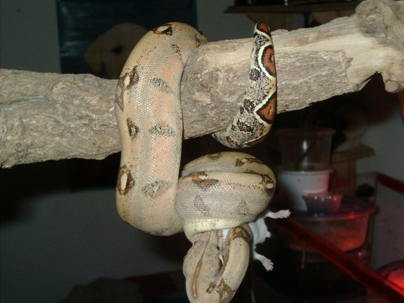 my male Bci when he was younger 1