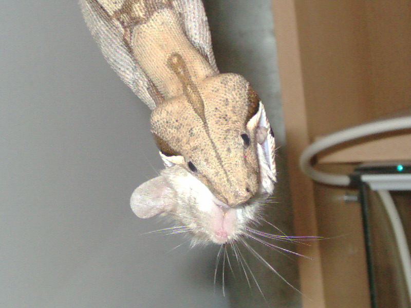 My Male Bci When he was younger 3