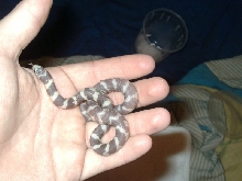 what morph is this?
