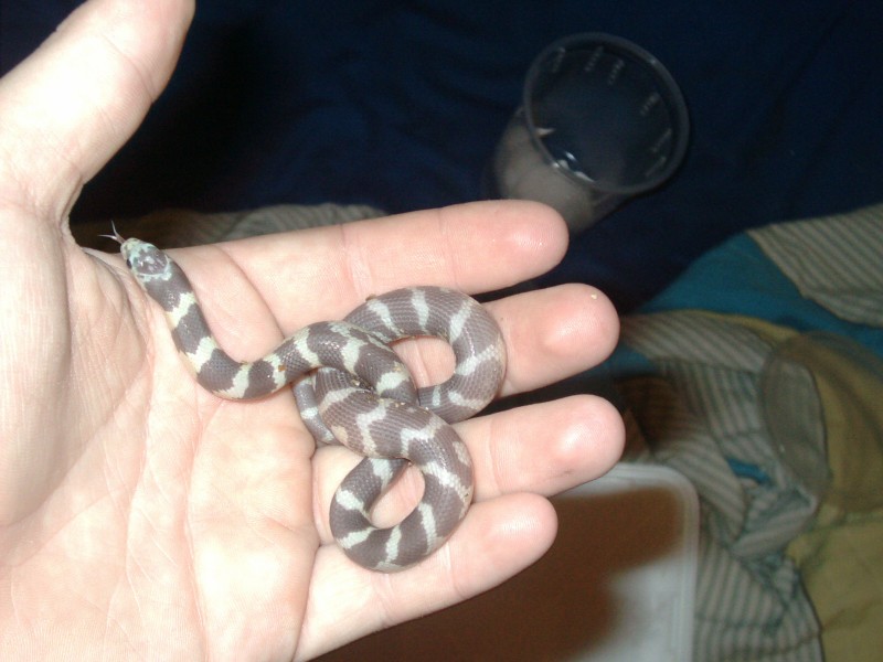 what morph is this?