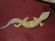 tangerine? hypo tangerine? wich? p2