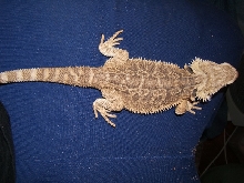 male 4-5 months old - P1