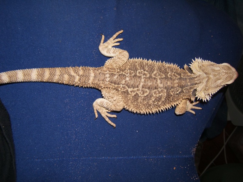 male 4-5 months old - P1