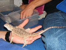 male 4-5 months old - P2