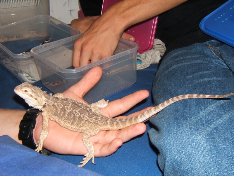 male 4-5 months old - P2