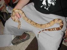 what morph is it?