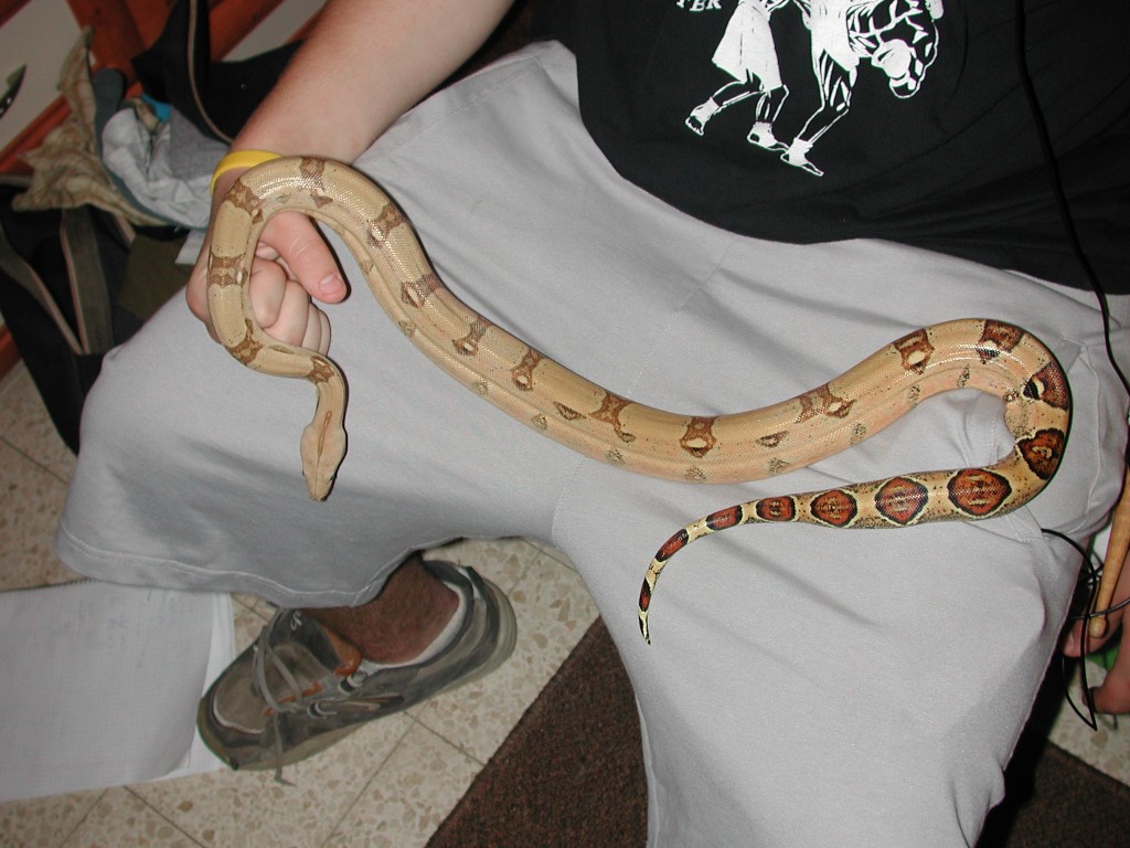 what morph is it?