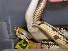 my first snake mating!