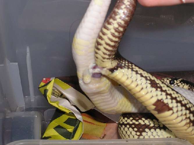 my first snake mating!