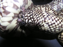 male florida pic 1