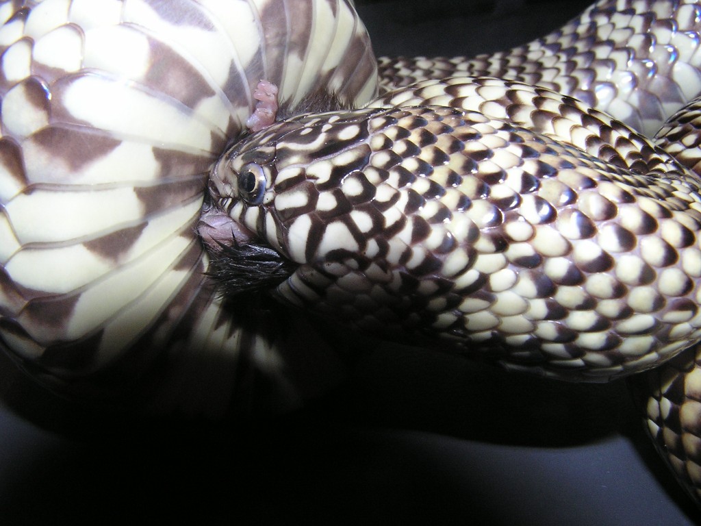 male florida pic 1