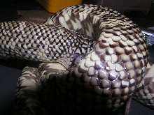 male florida pic 2
