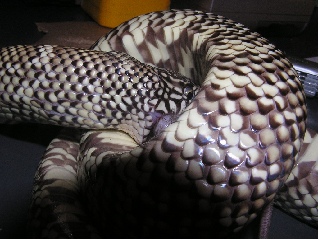 male florida pic 2