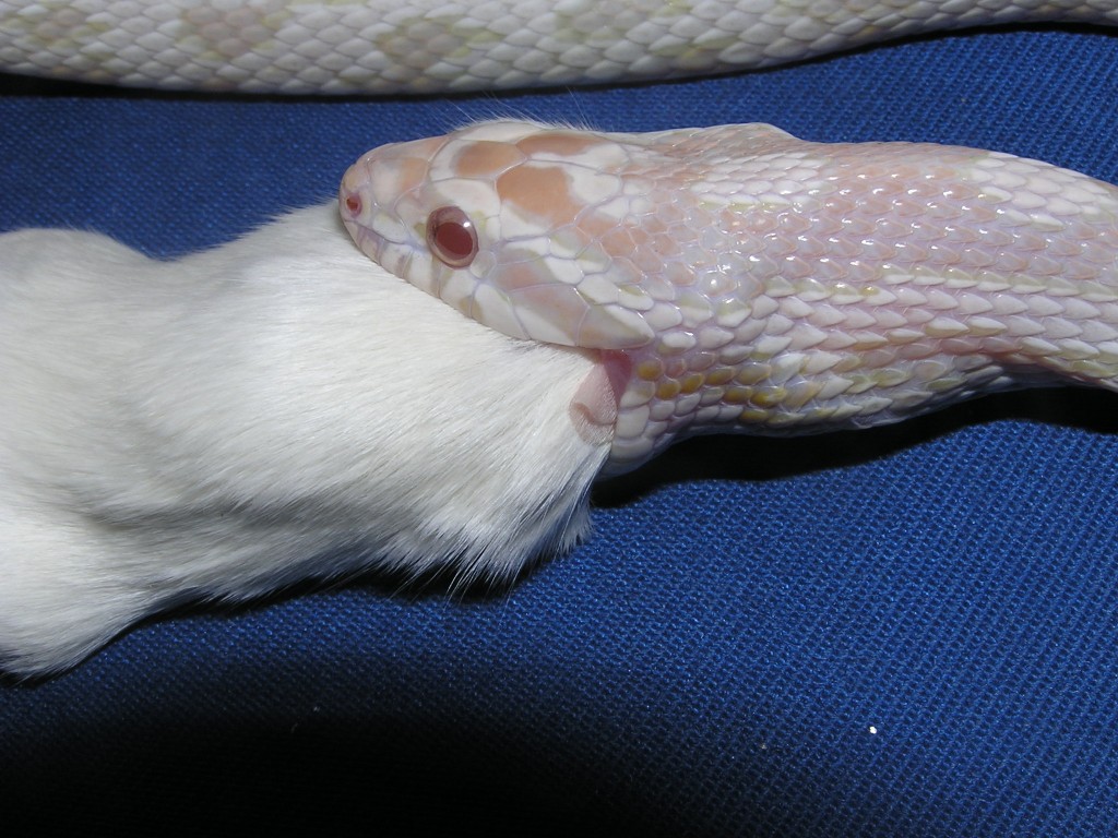 female snow one year old and an adult mouse pic 1