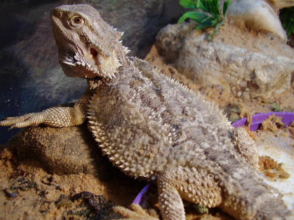 bud shedding!