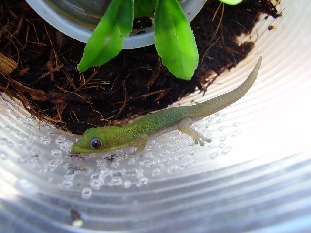 sub adule phelsuma pic1