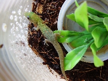 sub adule phelsuma pic2