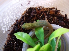 sub adule phelsuma pic3
