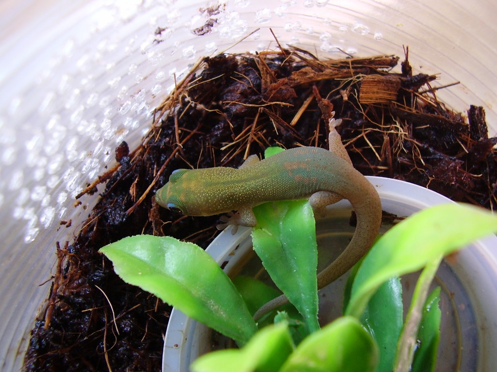 sub adule phelsuma pic3