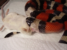 male pueblan feeding