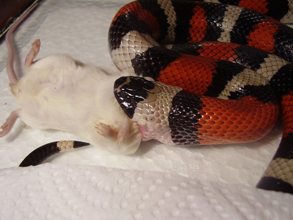 male pueblan feeding