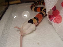 female pueblan feeding