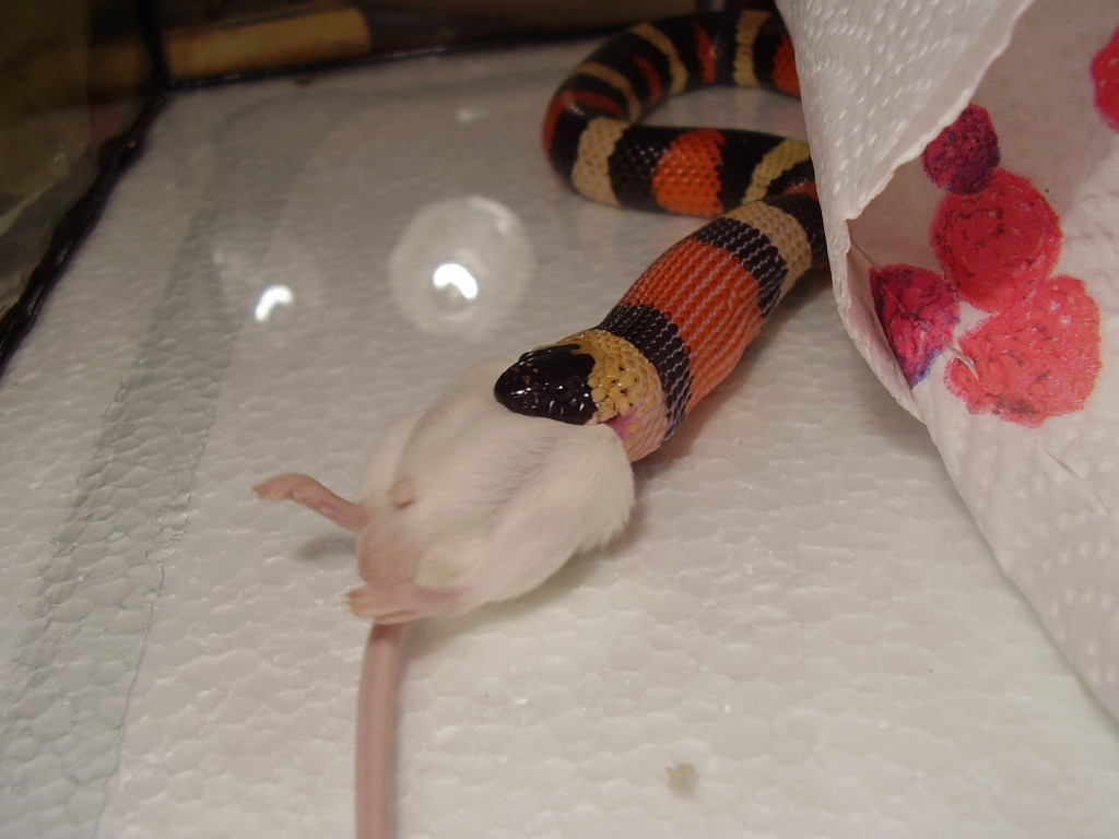 female pueblan feeding
