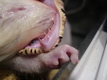 tooth!