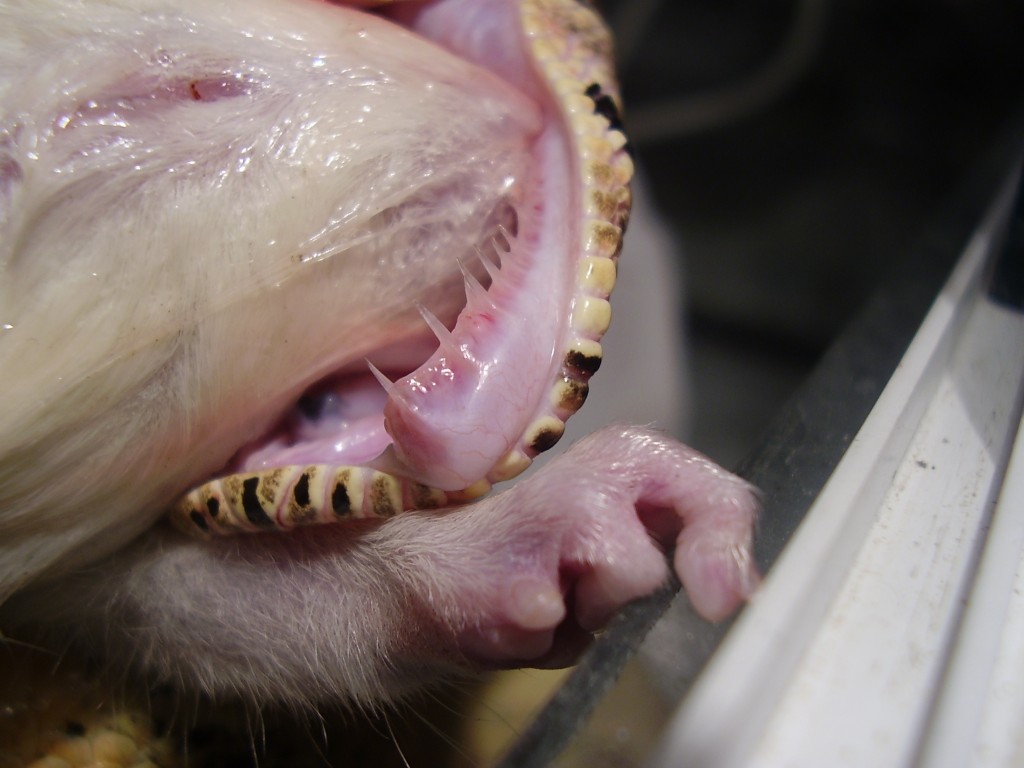tooth!