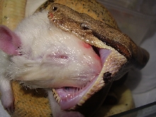 pastel male feeding time