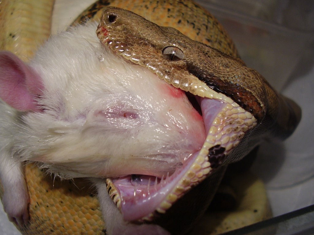 pastel male feeding time