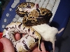 female BP feeding
