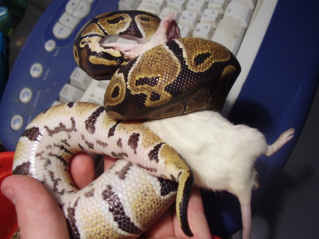 female BP feeding