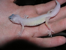 Little Blizrard