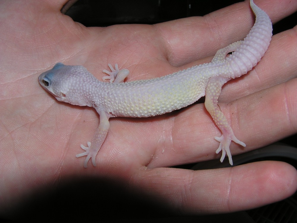 Little Blizrard