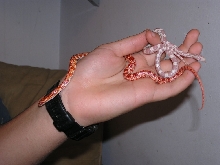 snow (female) and Red Blood Albino (male) 2 months old